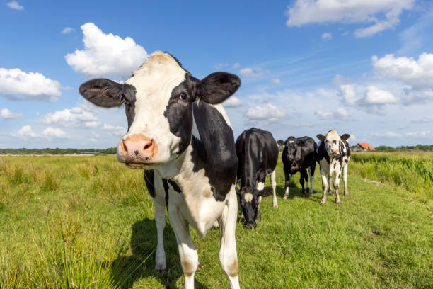 istock One cow in front approaching looking curious, a pack livestock black and white, in a field a blue sky 1447450435