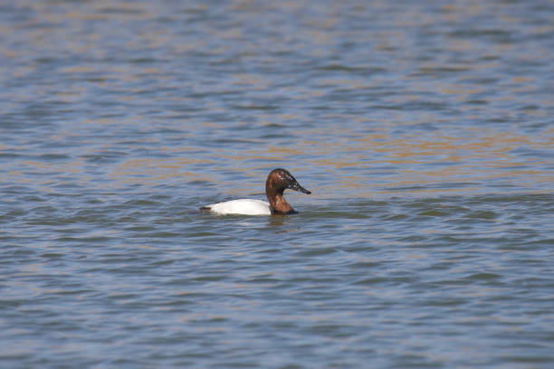Canvasback (male) (aythya valisineria) swimming in a lake Canvasback (male) (aythya valisineria) swimming in a lake male north american canvasback duck aythya valisineria stock pictures, royalty-free photos & images