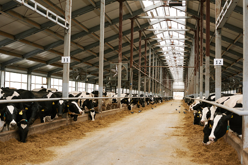 Herd of cows standing behind animal pen and eating hay on large farm