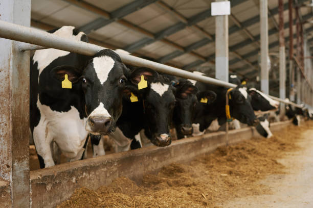istock Herd of cows in animal pen 1447451140