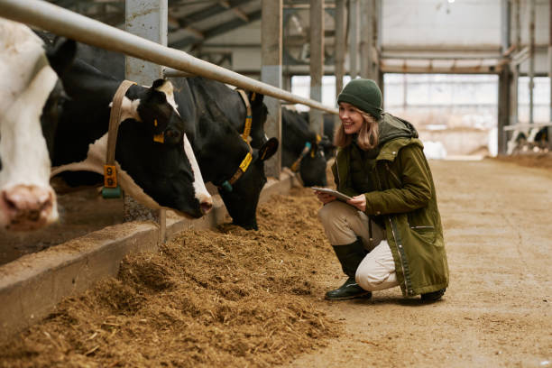 mujer que usa una tableta trabajando con vacas - animal husbandry industry dairy farm fotografías e imágenes de stock