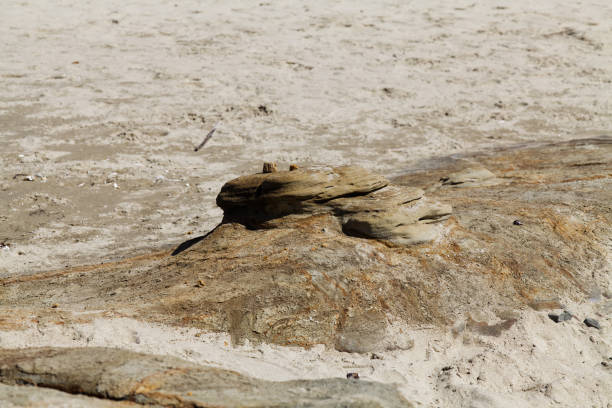 istock Wind And Water Sculpted Rock On Sand Beach 1447451893