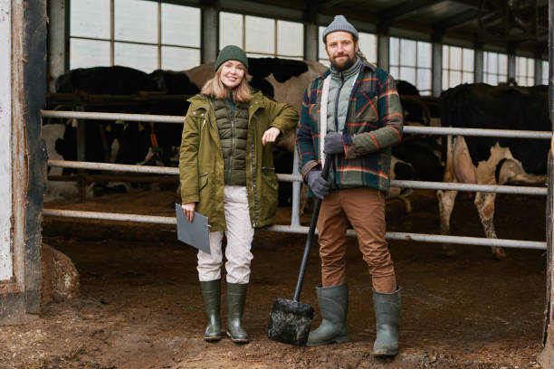 istock Farmers working in cowshed in team 1447451931