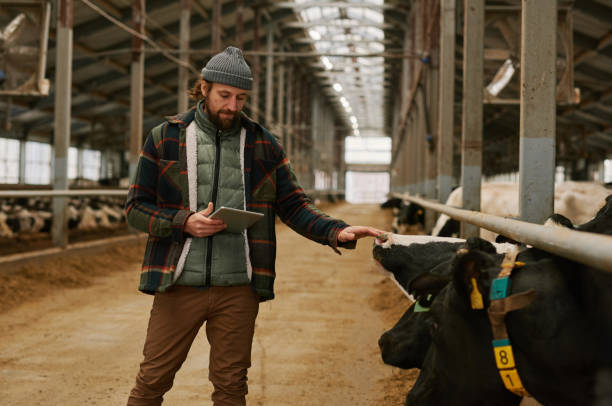 agriculteur debout sur une ferme de vaches et utilisant une tablette - cattle shed cow animal photos et images de collection