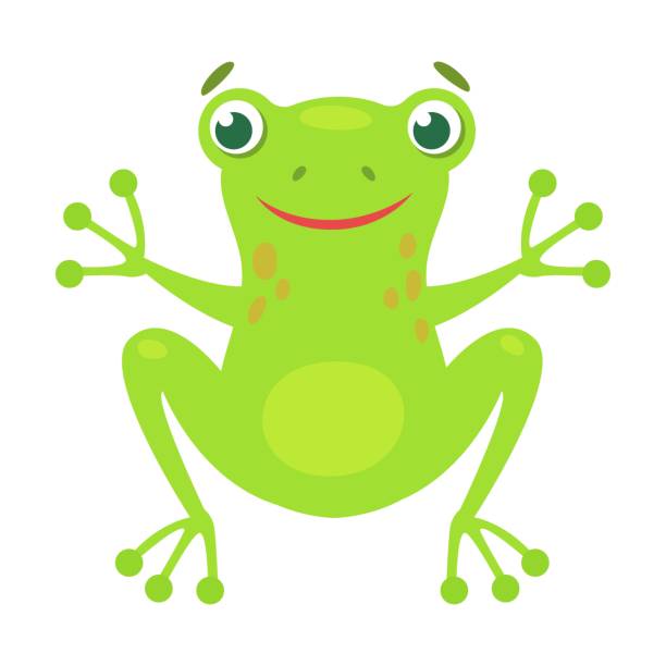 illustrations, cliparts, dessins animés et icônes de illustration de dessin animé de grenouille mignonne accroupie. drôle de crapaud vert croassant isolé sur fond blanc. vecteur plat - frog catching fly water