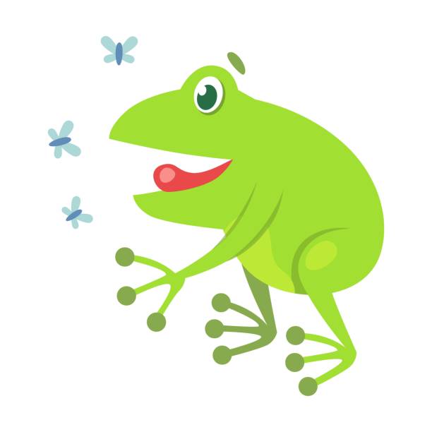 illustrations, cliparts, dessins animés et icônes de mignonne chasse aux grenouilles pour l’illustration de dessins animés de mouches. drôle de crapaud vert croassant isolé sur fond blanc. vecteur plat - frog animal tongue animal eating