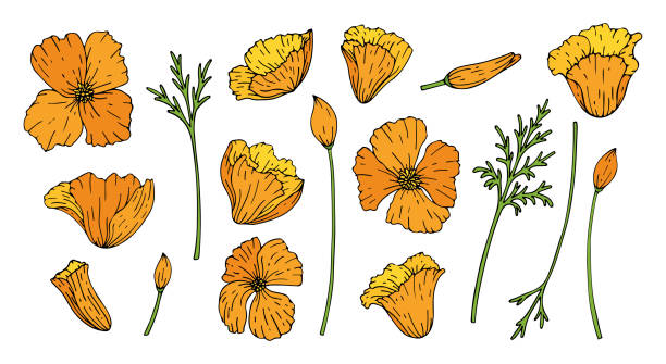 illustrazioni stock, clip art, cartoni animati e icone di tendenza di insieme dei fiori papavero isolato su priorità bassa bianca - poppy field flower california golden poppy