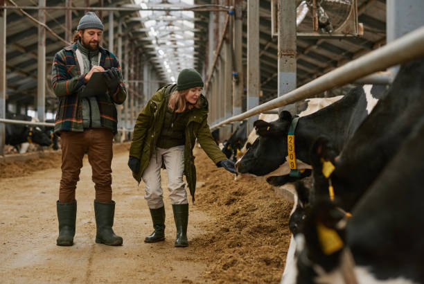 pareja de granjeros examinando el estado de las vacas - animal husbandry industry dairy farm fotografías e imágenes de stock