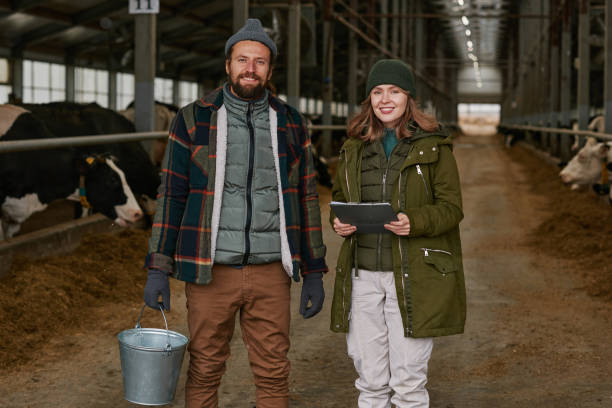 pareja de granjeros trabajando en una gran granja lechera - animal husbandry industry dairy farm fotografías e imágenes de stock