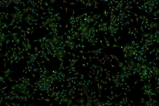 Microfilamentos, núcleos y mitocondrias de fibroblastos photo