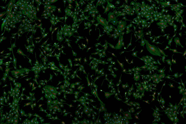 Microfilaments, nuclei, and mitochondria of fibroblasts stock photo
