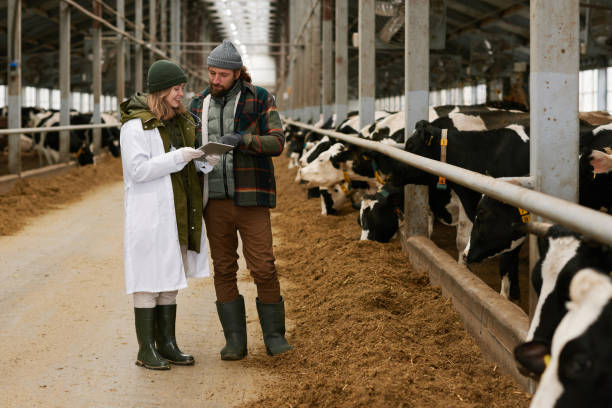 Farmer discussing health of cows with veterinarian Doctor discussing health of cows together with farmer showing him information on digital tablet, they standing in cowshed cowshed stock pictures, royalty-free photos & images