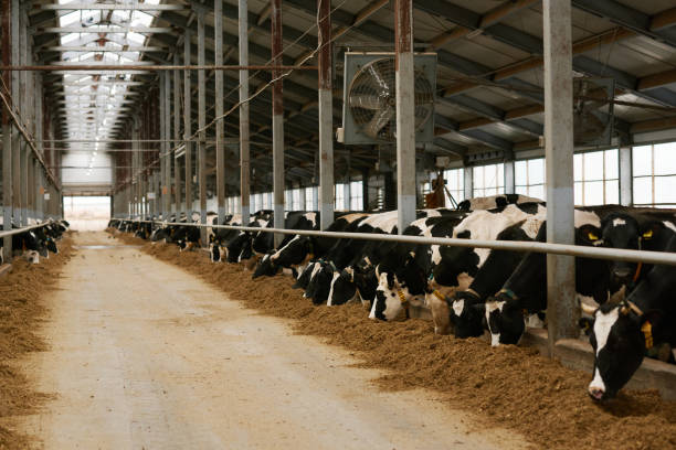 istock Dairy farm with herd of cows 1447453159
