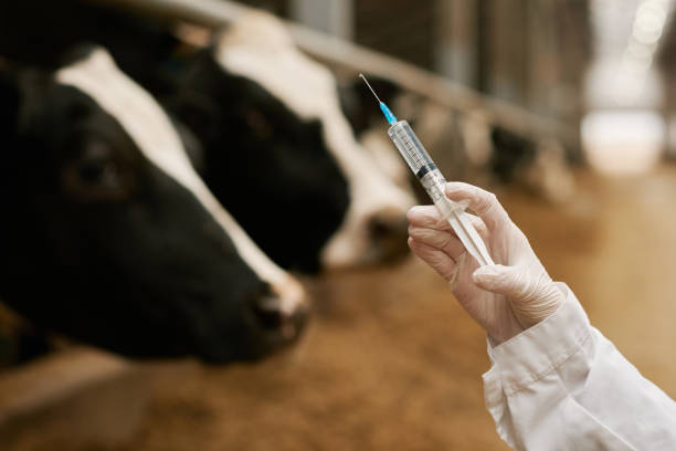 médico veterinario vacunando a las vacas - animal husbandry industry dairy farm fotografías e imágenes de stock