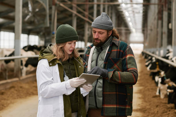 veterinario y agricultor trabajando juntos en un granero moderno - animal husbandry industry dairy farm fotografías e imágenes de stock