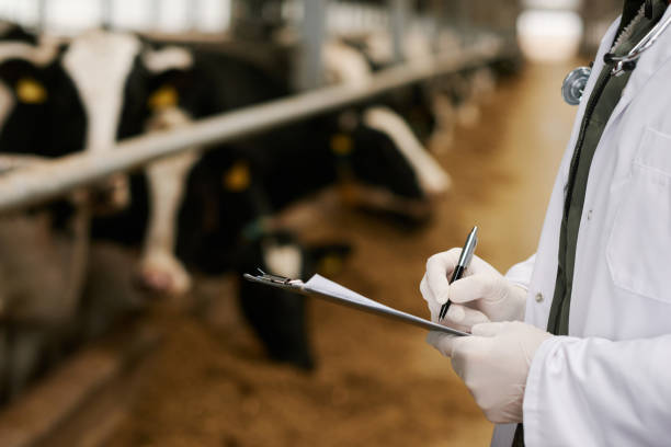 médico veterinario que escribe la receta en la tarjeta - animal husbandry industry dairy farm fotografías e imágenes de stock