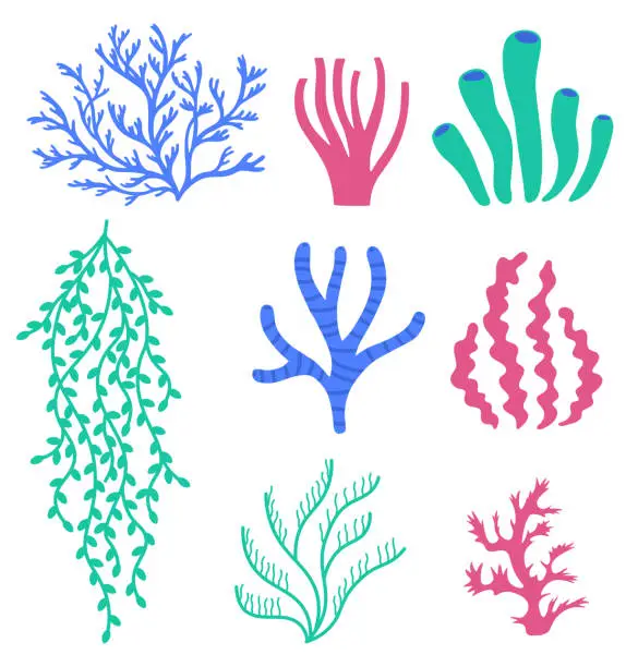 Vector illustration of Sea corals and seaweeds. Underwater colorful plants. Undersea floral wildlife and aquarium elements. Natural algae