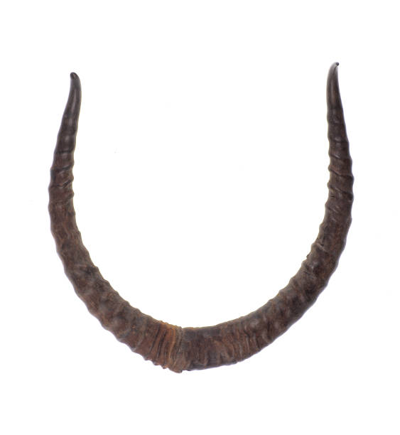 istock saiga horns isolated on white background 1447455308