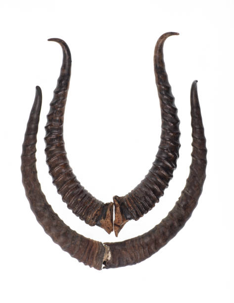 istock saiga horns isolated on white background 1447455690