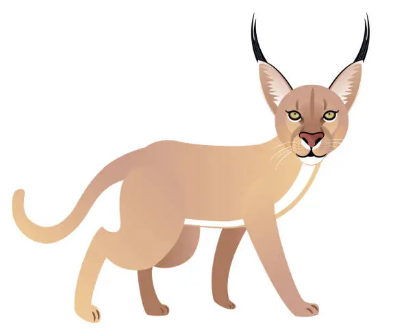 Vector illustration of Caracal, (Felis caracal)