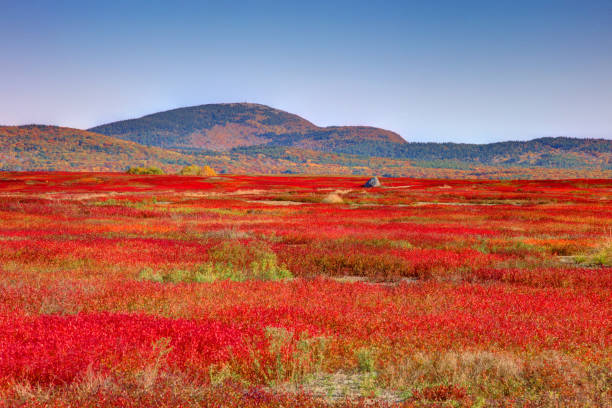 istock Maine blueberry field in autumn 1447459781