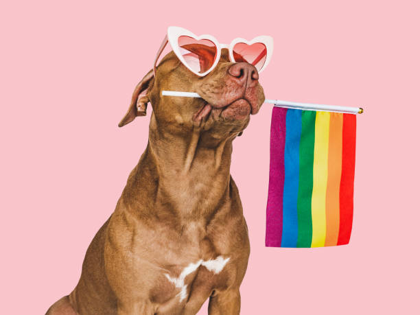 Lovable, pretty dog and Rainbow Flag. Closeup