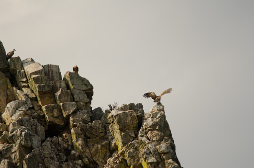 Griffon vultures Gyps fulvus on a cliff. La Portilla del Tietar. Monfrague National Park. Caceres. Extremadura. Spain.