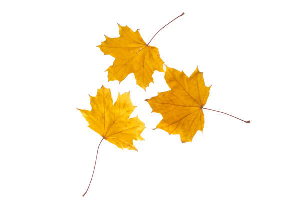 istock Yellow autumn leaves isolated on white background. 1447462063