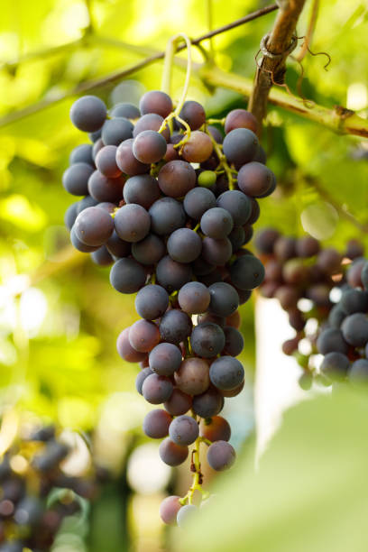 istock Ripe blue bunches of grapes on a bush. 1447462311