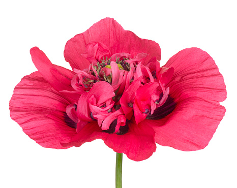 Studio Shot of Red Colored Poppy Flower Isolated on White Background. Large Depth of Field (DOF). Macro. Close-up.