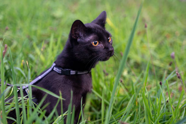istock A Black cat sits in the grass 1447465103