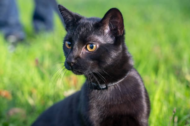 istock Black cat on a leash sits in the green grass 1447465906