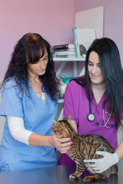istock Veterinarians examining a cat at the clinic. 1447466005