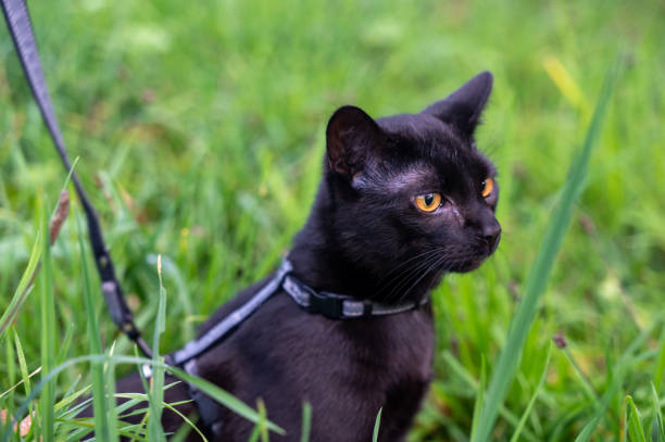 istock Black cat on a leash sits in the green grass 1447466040