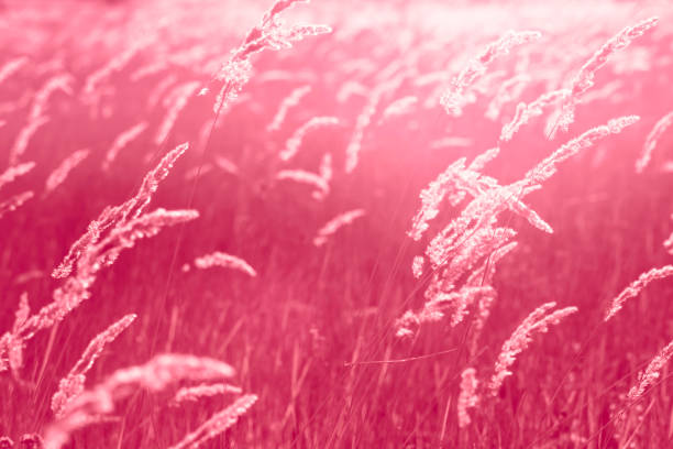 viva magenta color of the year 2023.meadow grass.panicle of tufted perennial grass - viva magenta 個照片及圖片檔