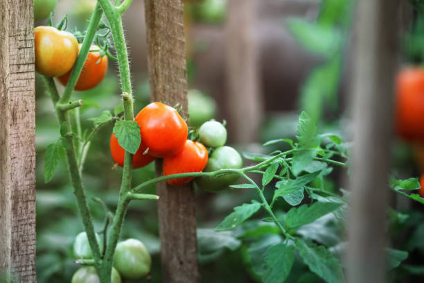 istock Red and green tomatoes harvest hanging on tomato twig 1447467024