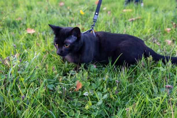 istock A cute Black cat sits in the grass 1447467067
