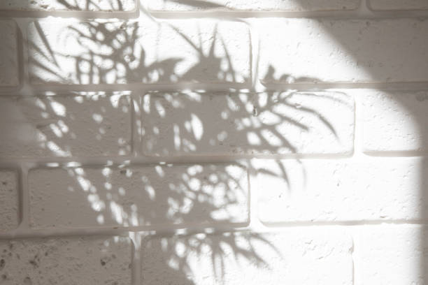 istock White brick background with shadows of palm branches. Front view, selective focus 1447467105