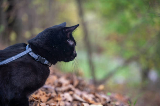istock A curious black cat on a leash discovers nature 1447467131