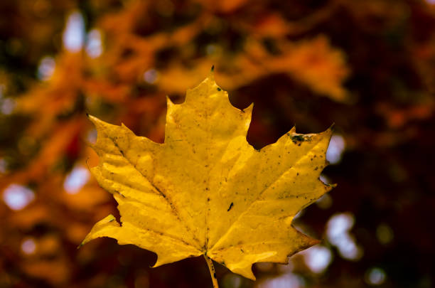 istock Close-up of yellow maple leaves against tree 1447467151