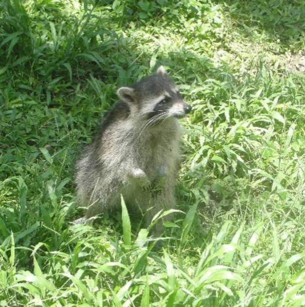 istock Raccoon Standing in Field 1447467288