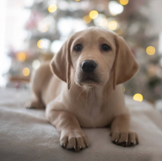 istock Cute labrador puppies 1447467343