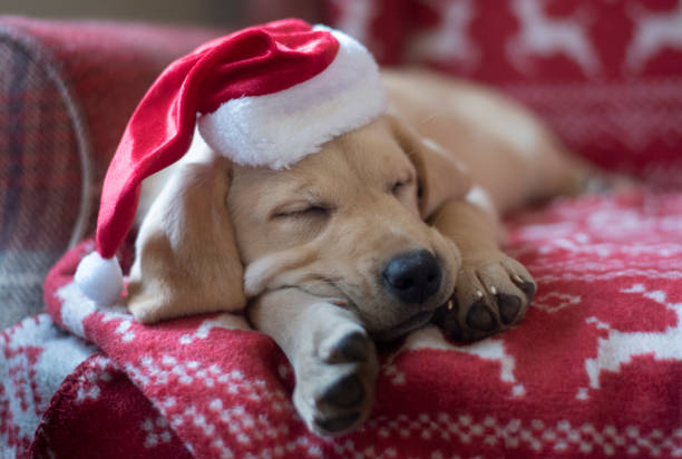 istock Cute labrador puppies 1447467411