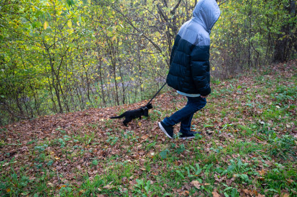 istock A child walks along a path with his cat on a leash 1447467608