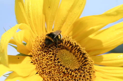 A bumblebee in a sunflower