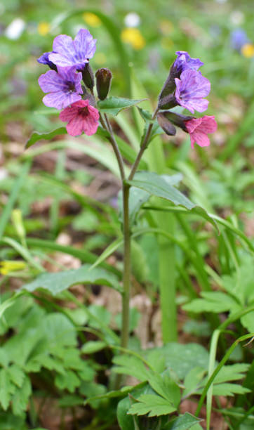 Lungwort (Pulmonaria) blooms in the wild spring forest Early spring plant lungwort (Pulmonaria) blooms in the wild forest common lungwort pulmonaria officinalis stock pictures, royalty-free photos & images