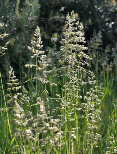istock Poa grows in the meadow among wild grasses. 1447469645