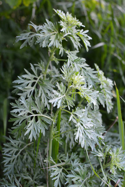 istock Bitter wormwood (Artemisia absinthium) bush grows in nature 1447469781