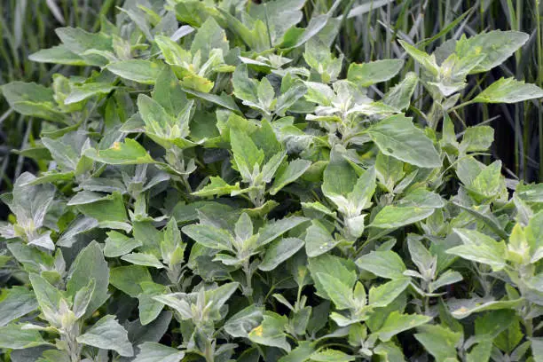 White quinoa (Chenopodium album) grows in wild nature