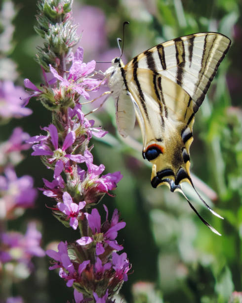 сидящая бабочка ест нектар. вид сбоку. - scarce swallowtail стоковые фото и изображения